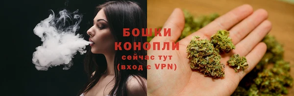 прущие грибы Абаза
